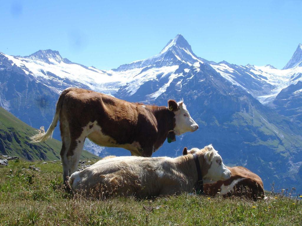 Beim See Grindelwald Exterior foto
